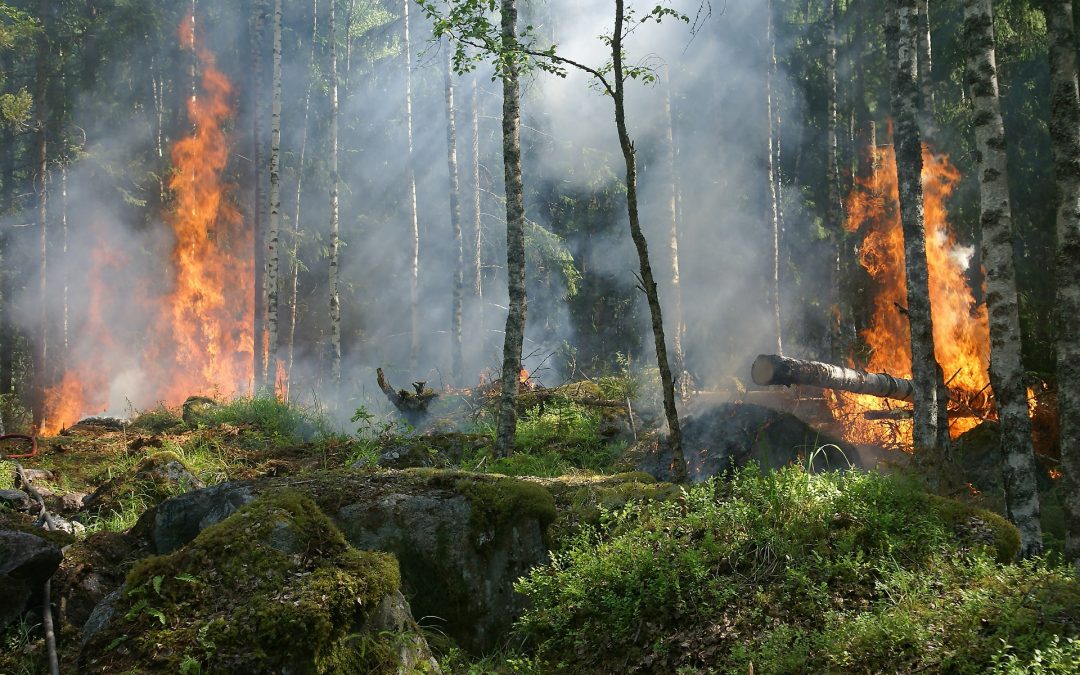 Emergenza incendi nel Lazio: qualche consiglio per evitarli